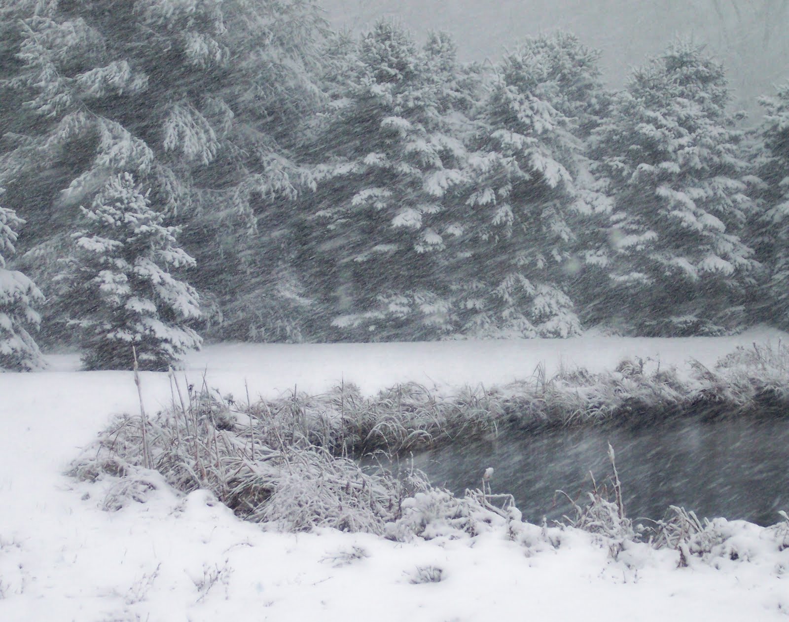 Denise Aumick ~ Wild Thread Studio Art ~ Life Among Many Mediums: Snowy Fall Day