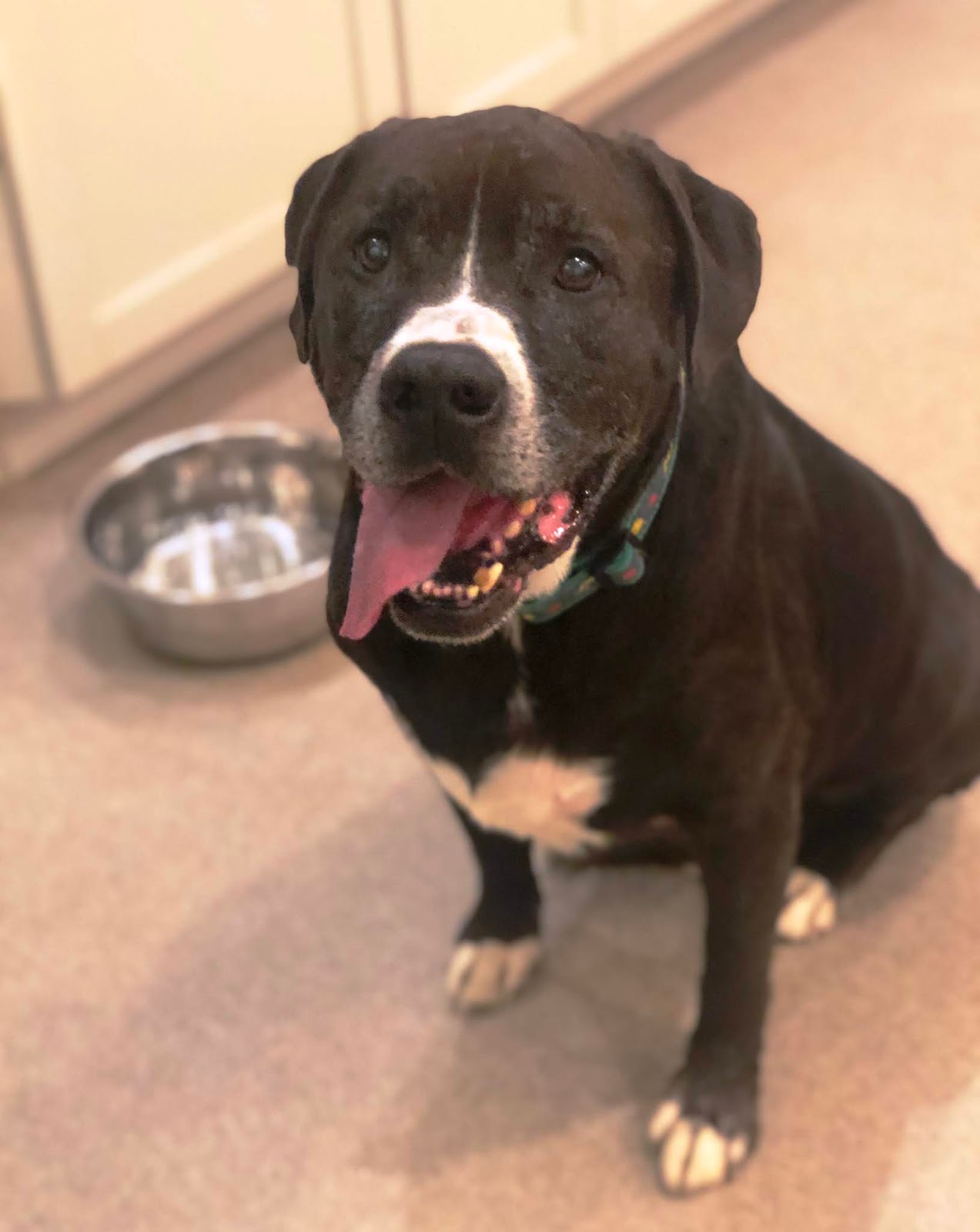 Progressive Charlestown: Dog of the week