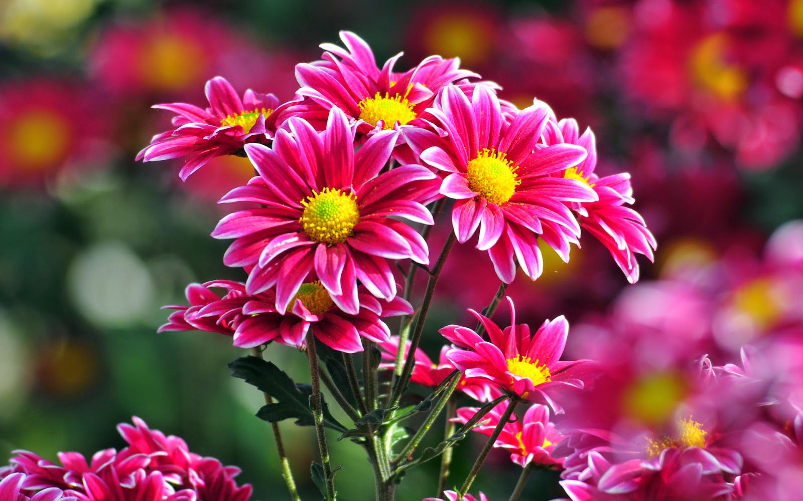 Flower Boutique - Online Flower Delivery in India: Online Flower Delivery Is a Growing Craze for ...