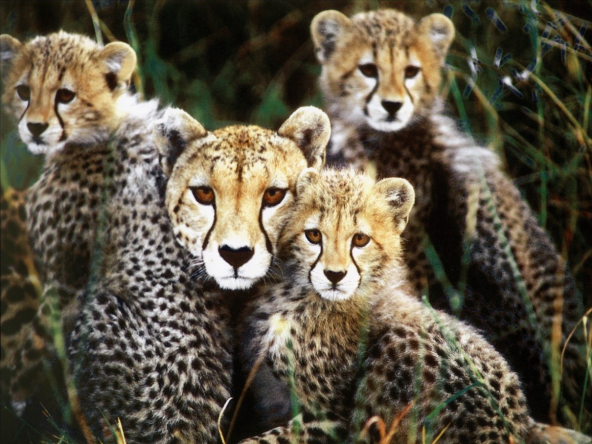 Animals