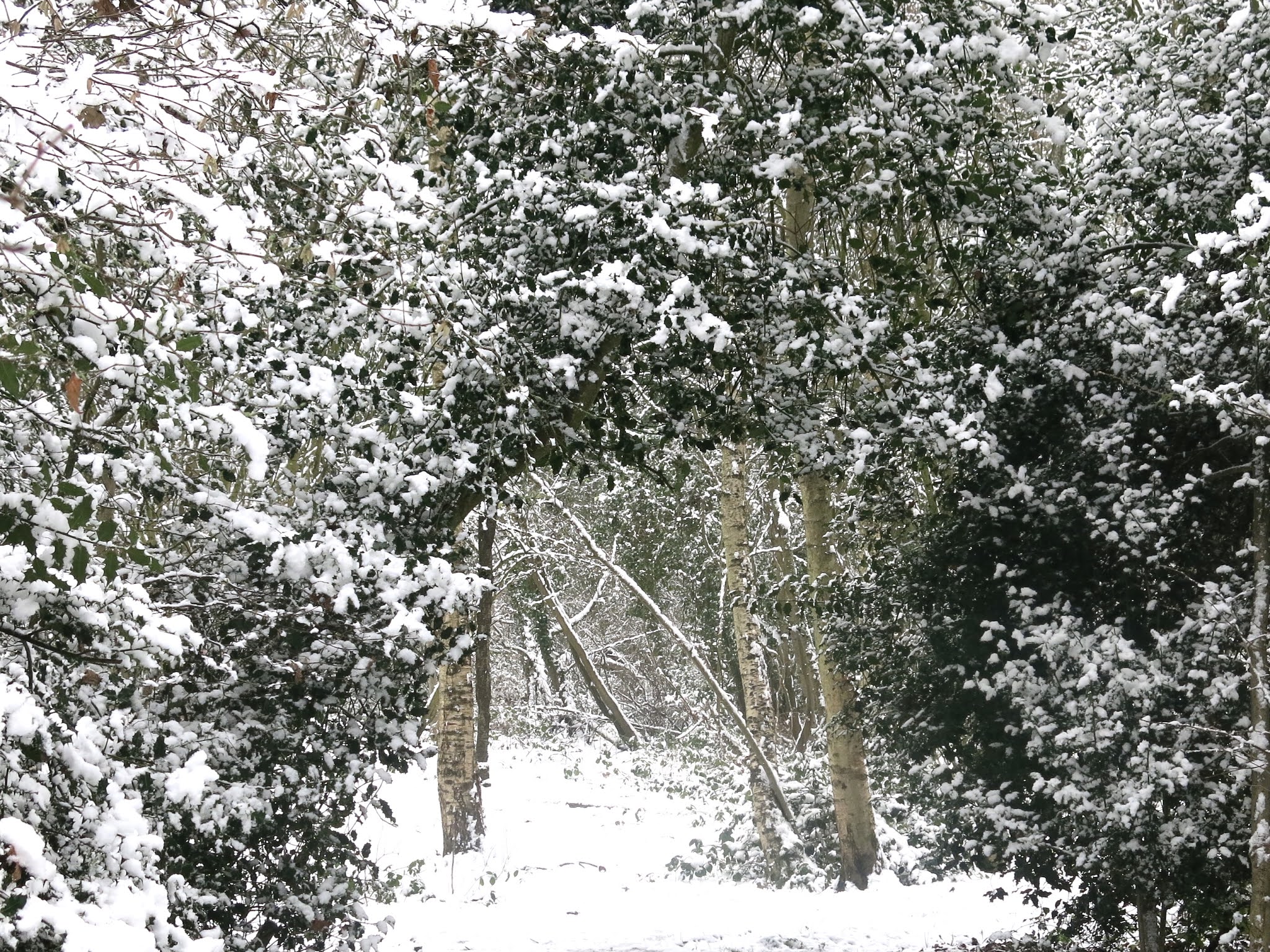 AlexCVick: Snowy Poems