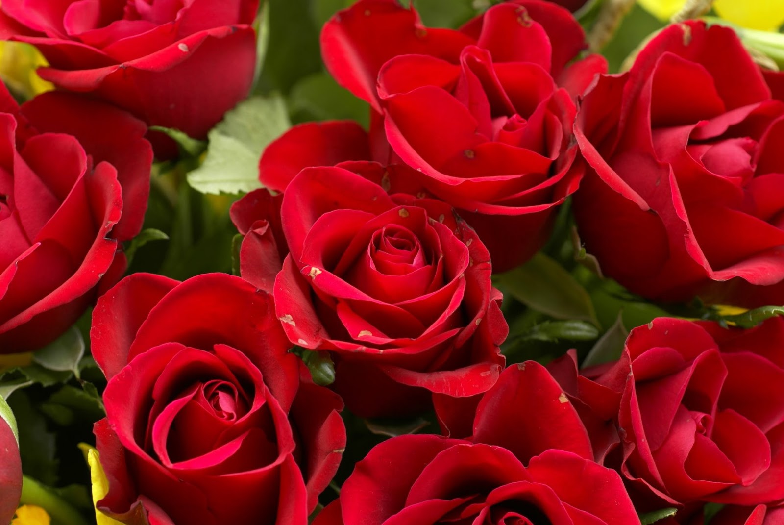 Roses Flower