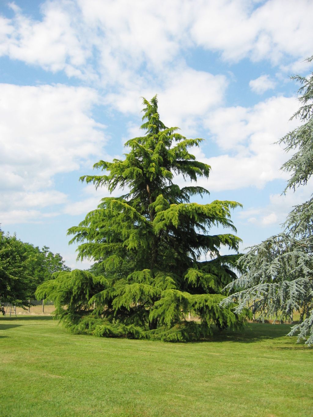Trees Planet: Cedrus deodara – Deodar Cedar