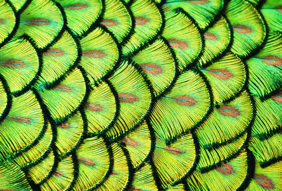 35 Breathtaking Examples of Patterns in Nature