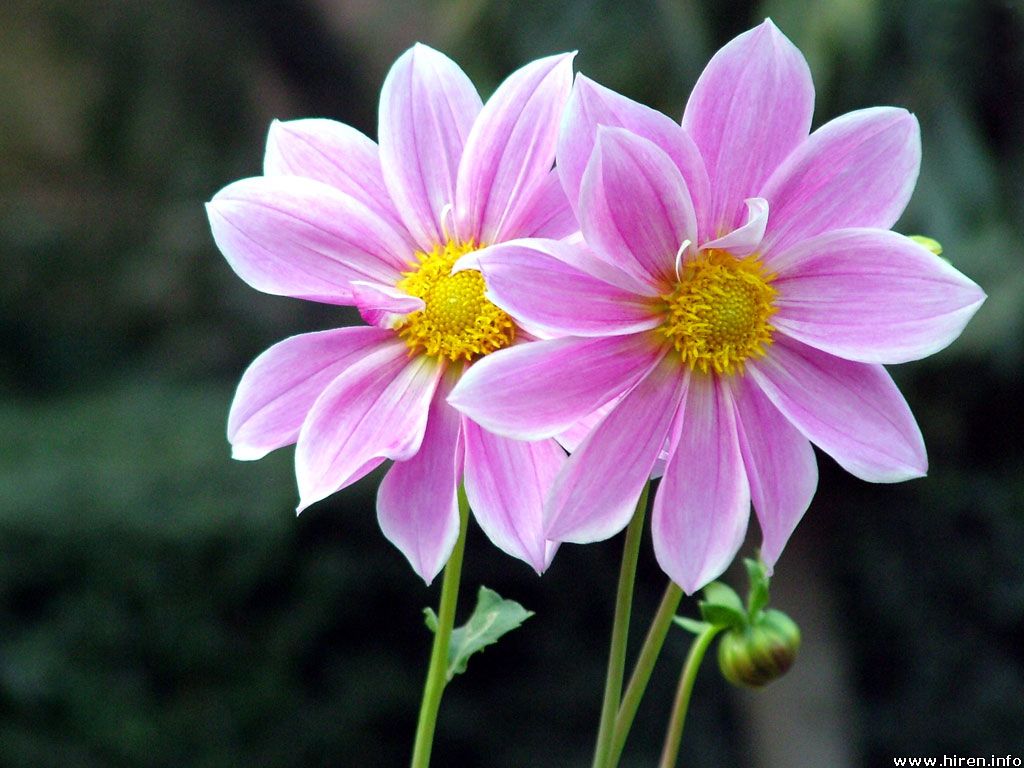 FLOWERS OF THE BLUE PLANET: April 2012