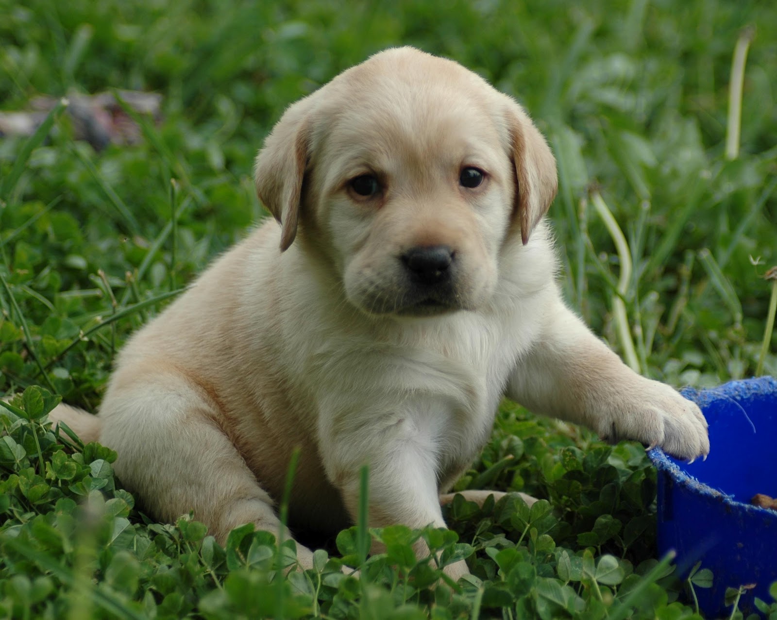 Unique Wallpaper: Happy Puppy