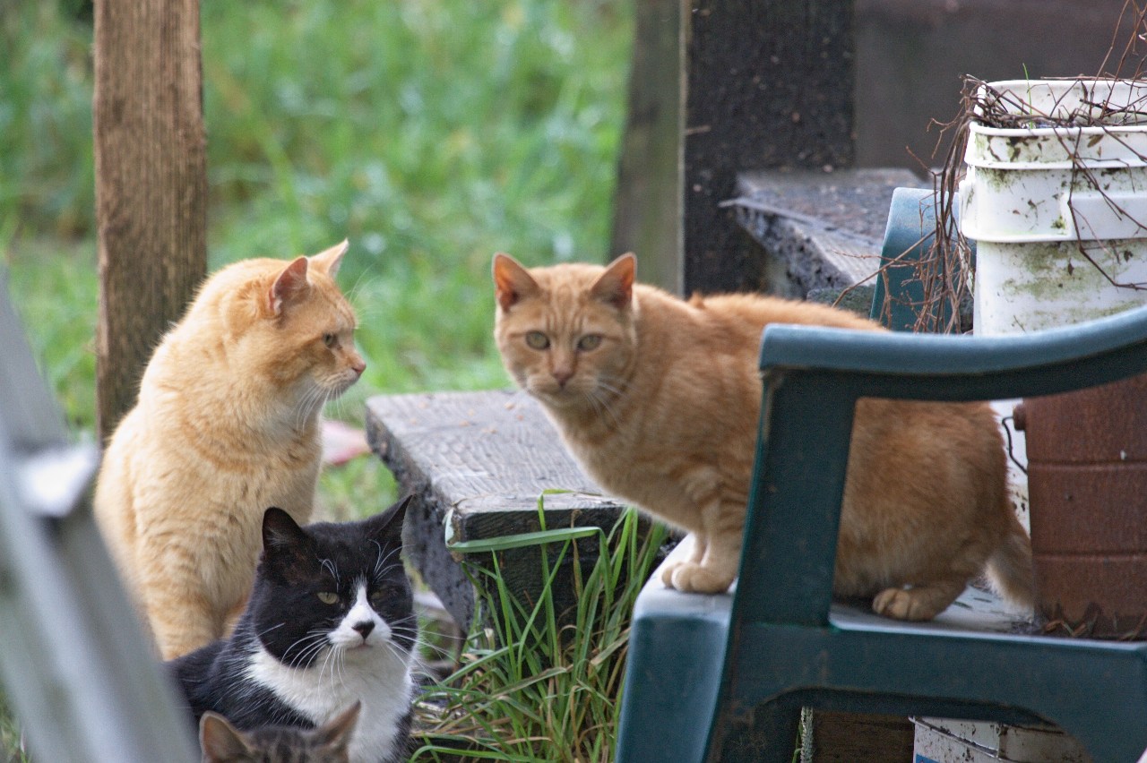 Cat Conference