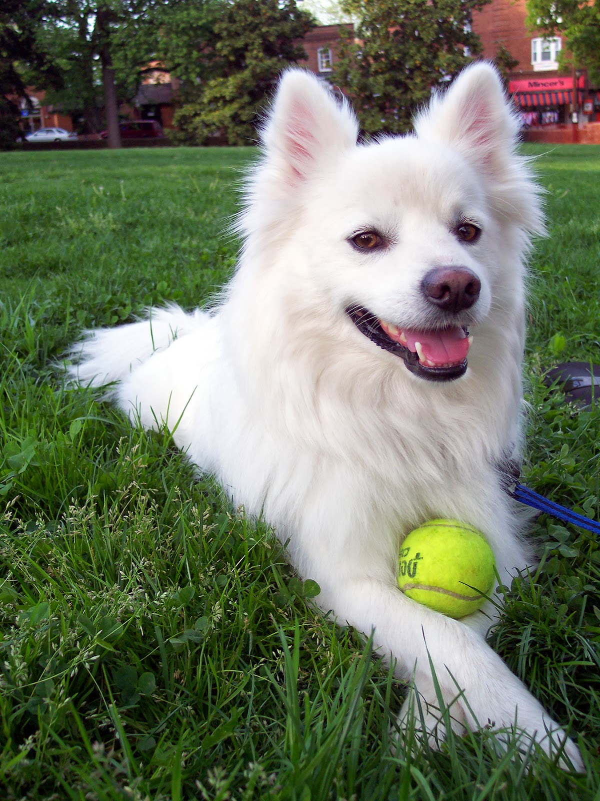 Dog ~ Animals World