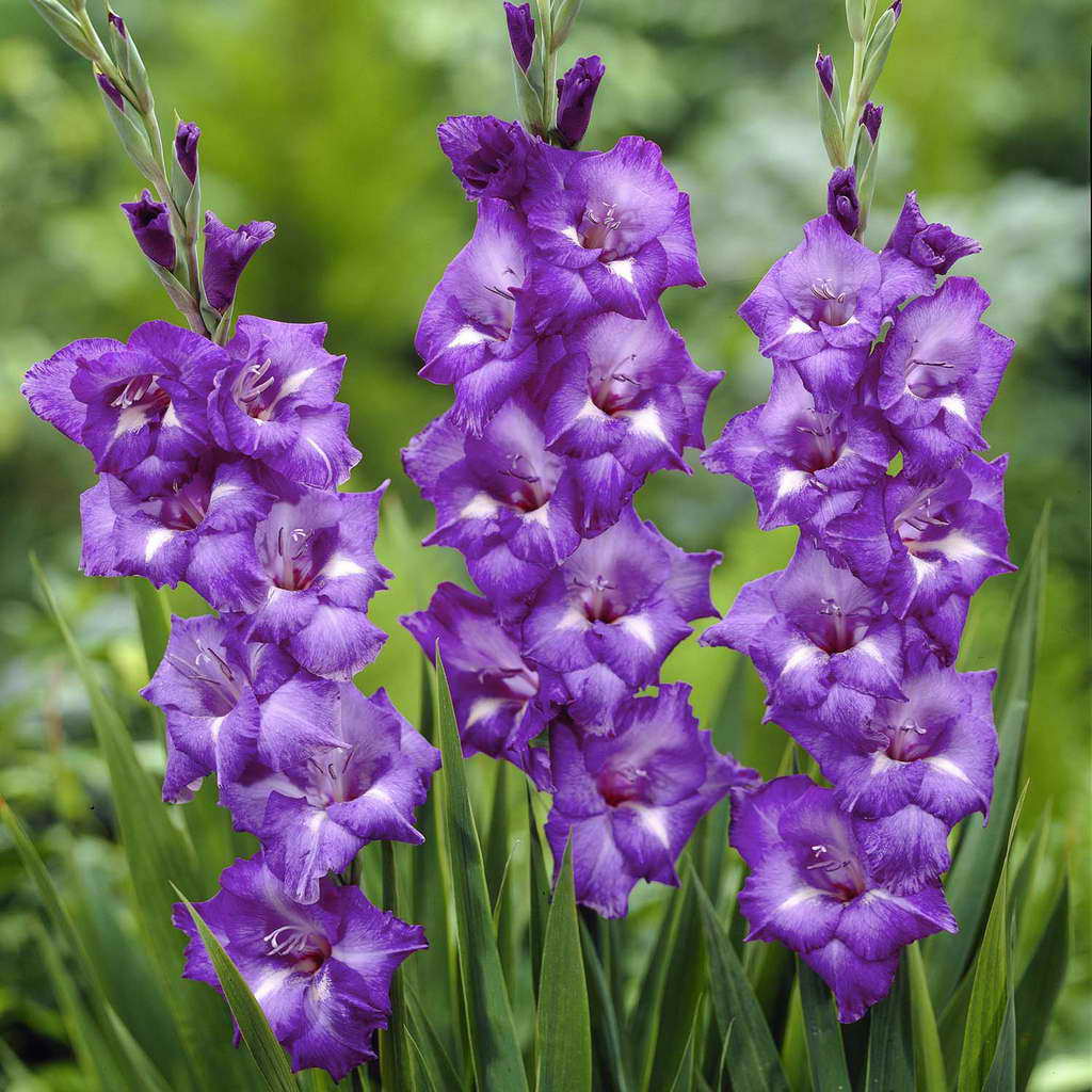 Picture Of Gladiolus Flower