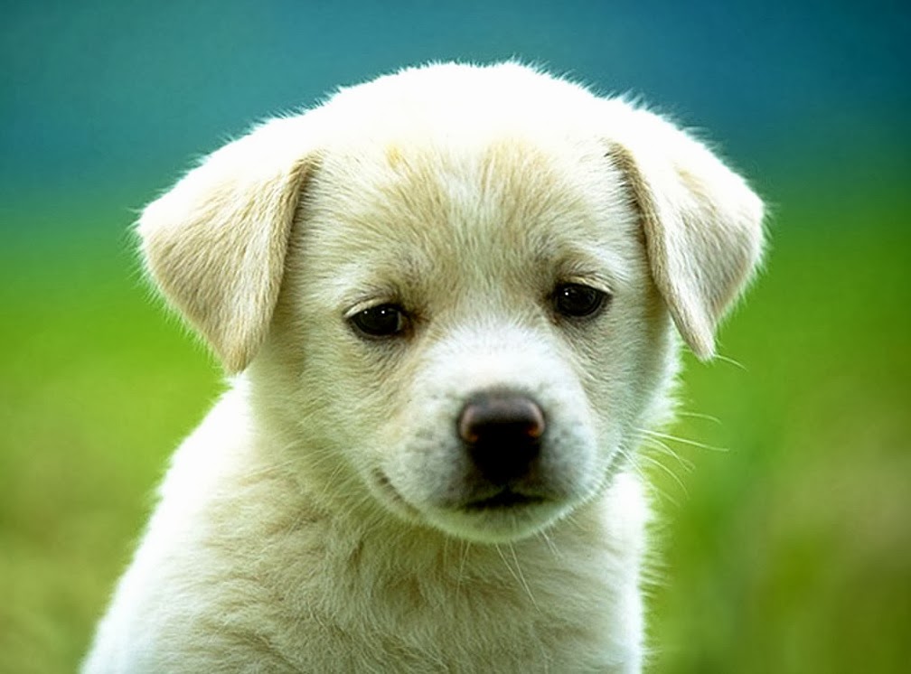 Dog ~ Animals World