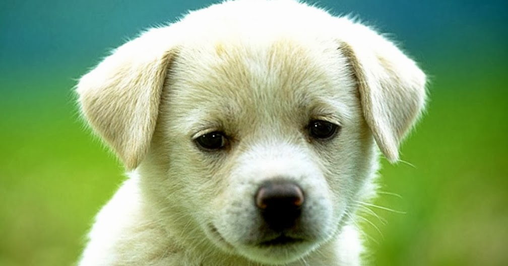 Dog ~ Animals World