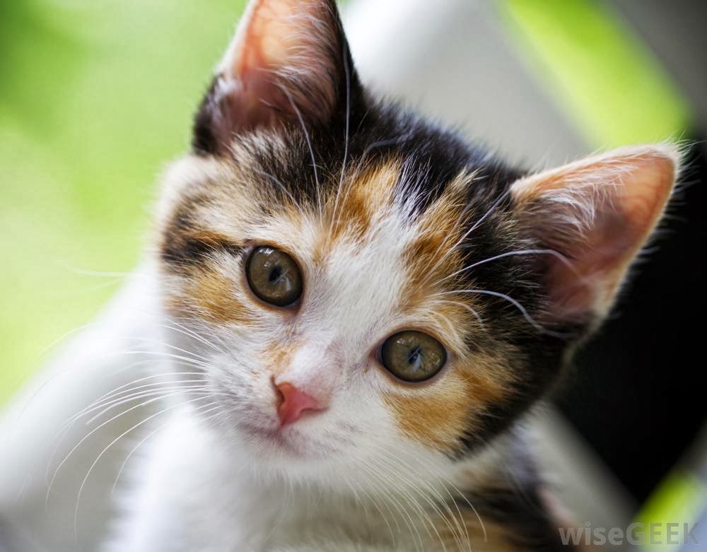 Cat ~ Animals World