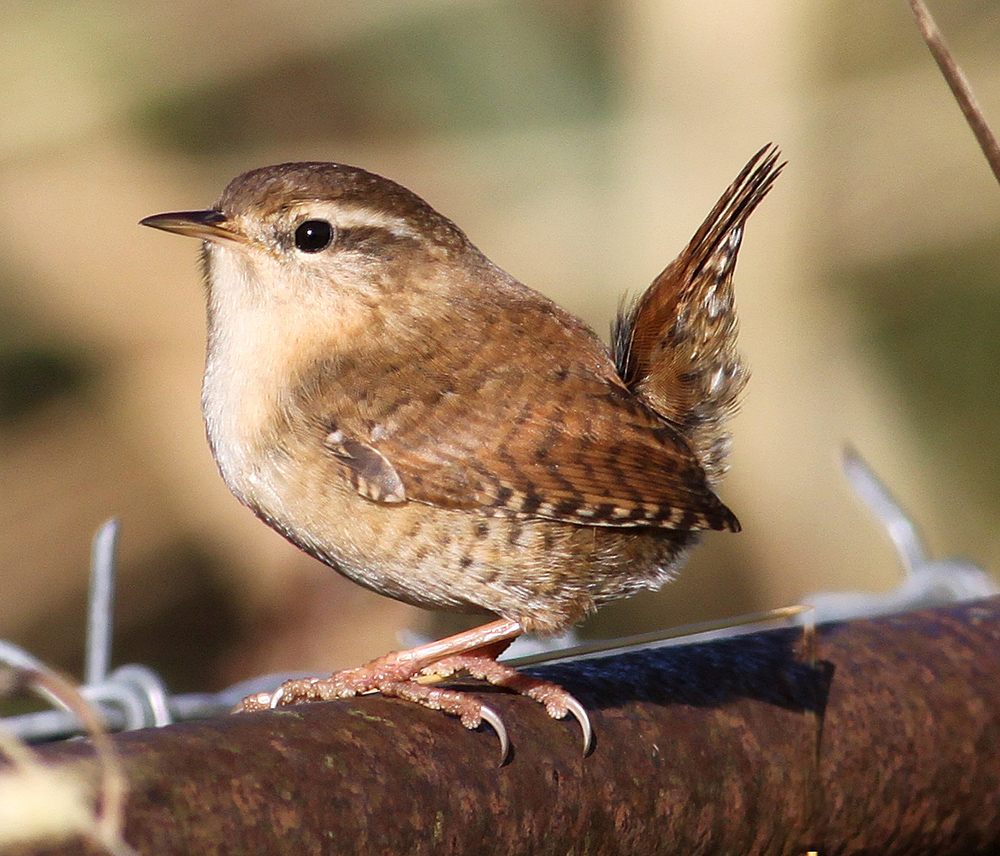 Another Bird Blog: Wren