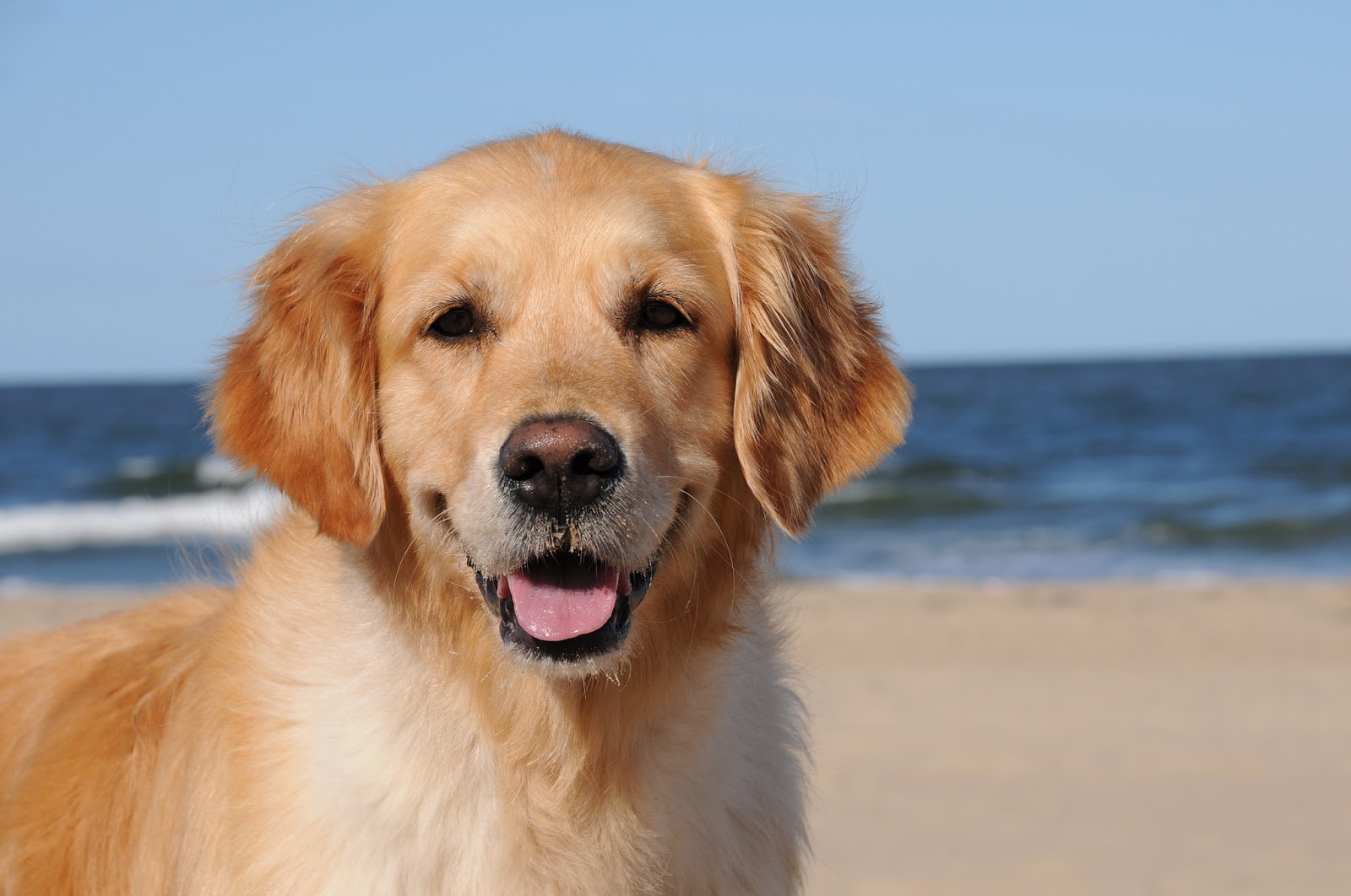 Top 10 Cutest Dog Breeds Most Adorable Dogs - Vrogue.co