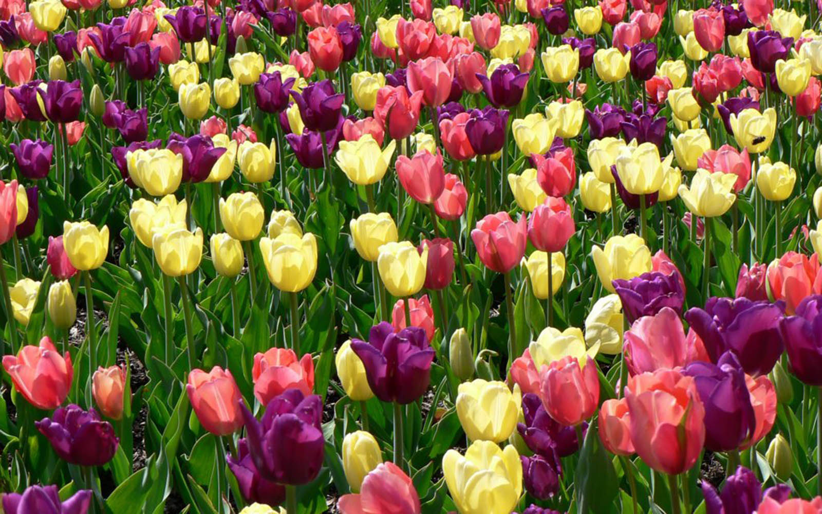 Romantic Flowers: Flowers
