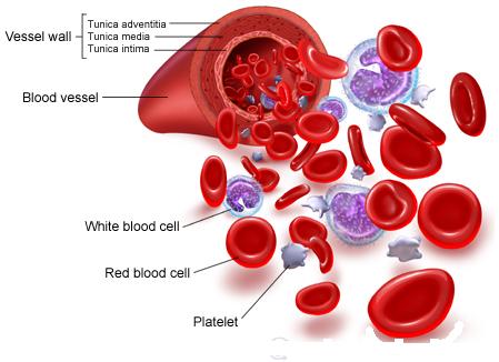 Peoriacountypolitics: The Components Of The Blood And The Immune System