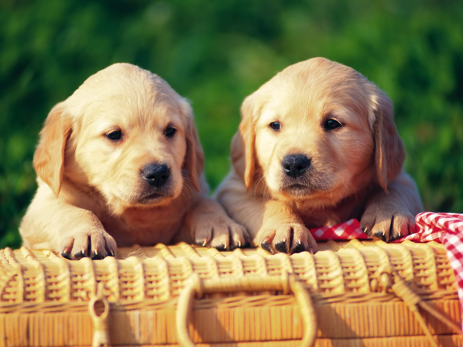 Dogs Dogs Dogs Dogs | Encyclopedia Of World Photo