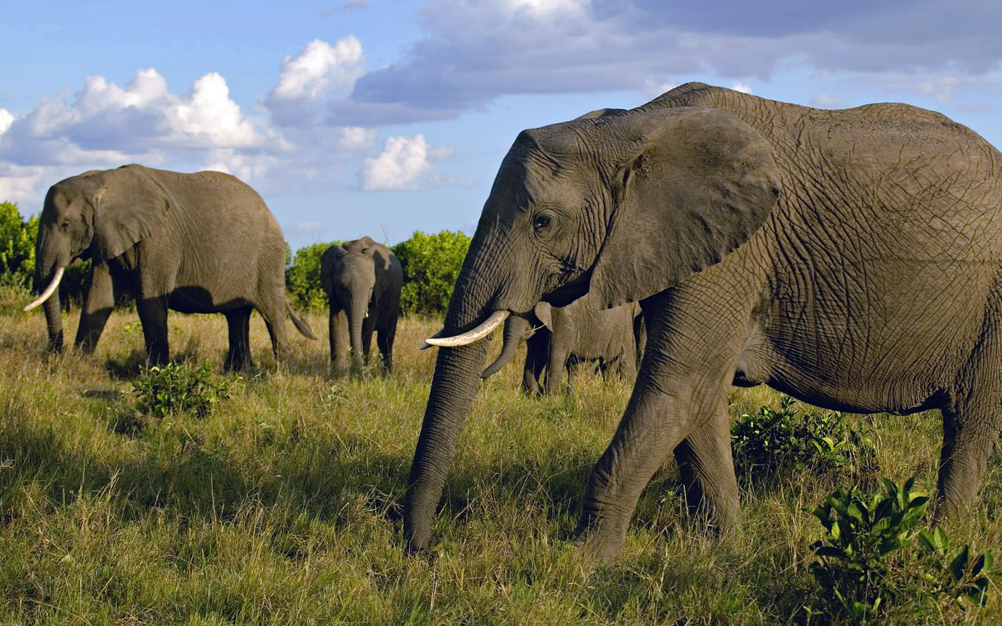 Animals Animals Animals | Encyclopedia of World Photo