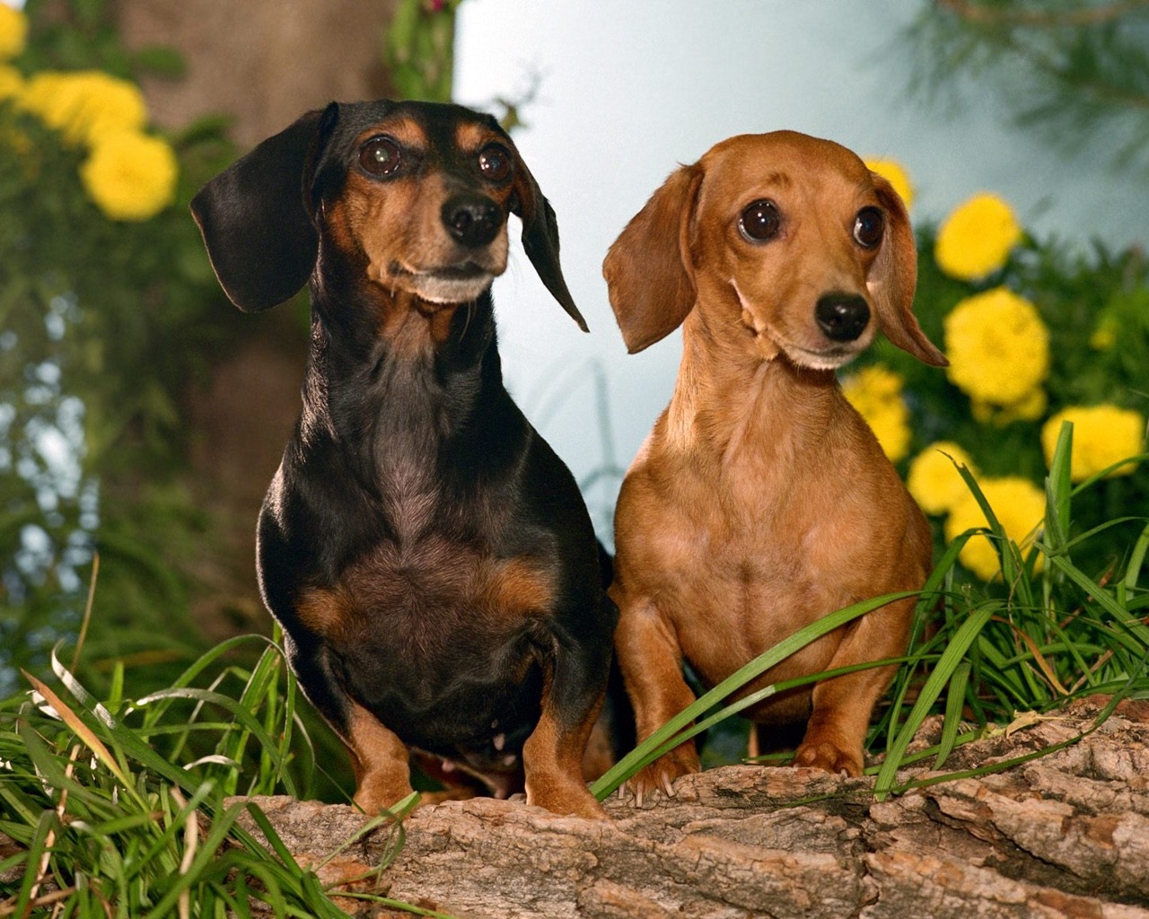 Animals Pictures: Dogs