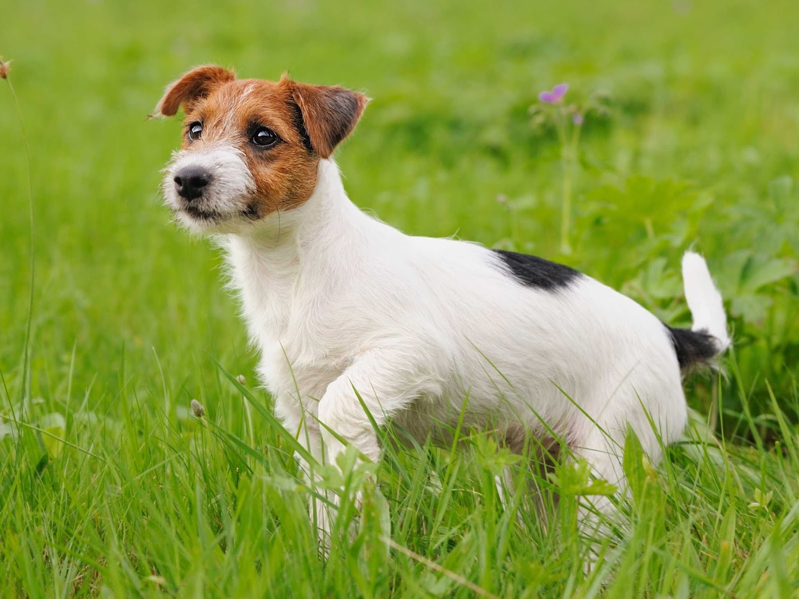 Jack Russell Terrier - Breed Profile | Australian Dog Lover