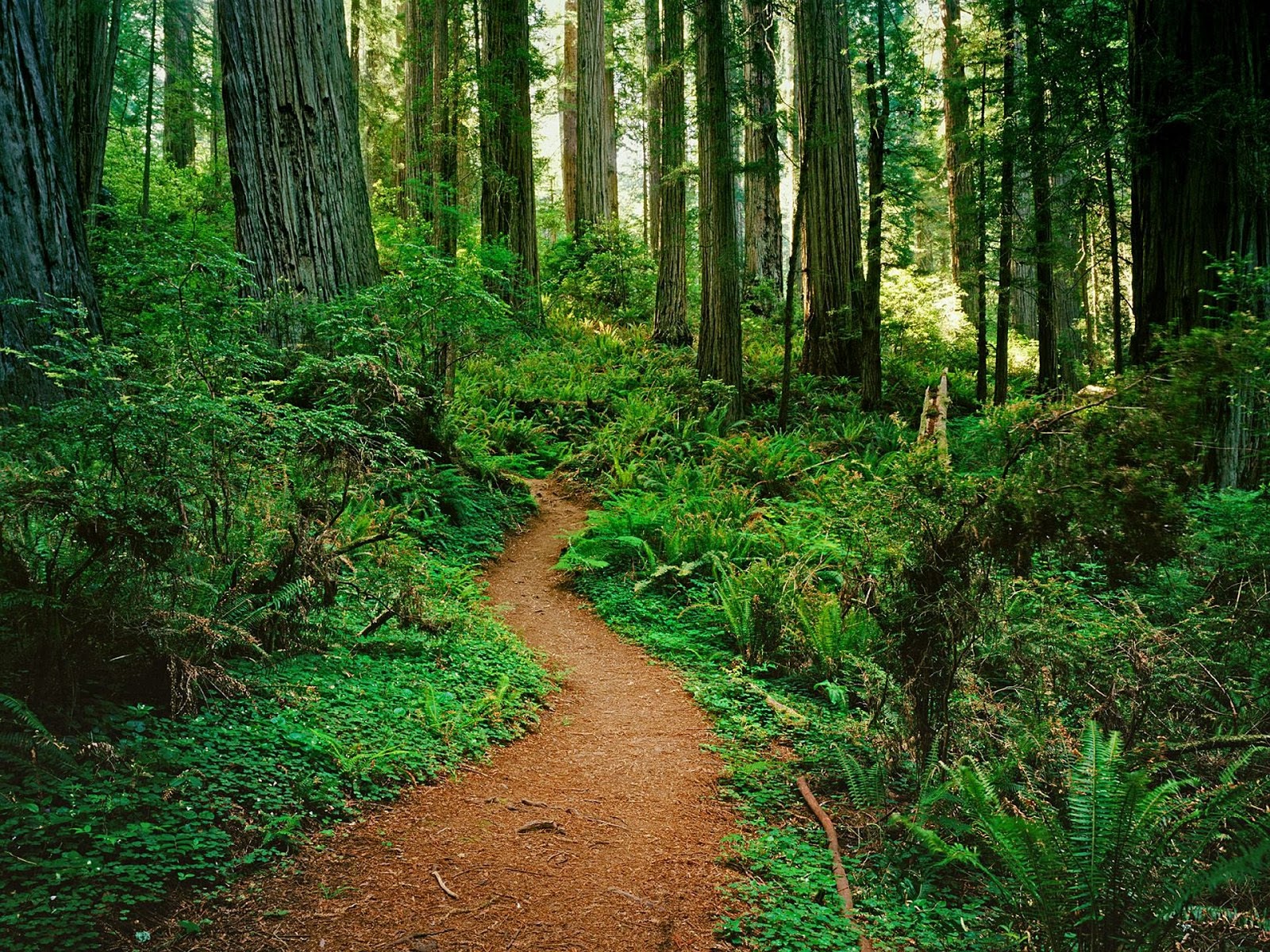 Forest - High Quality Wallpapers