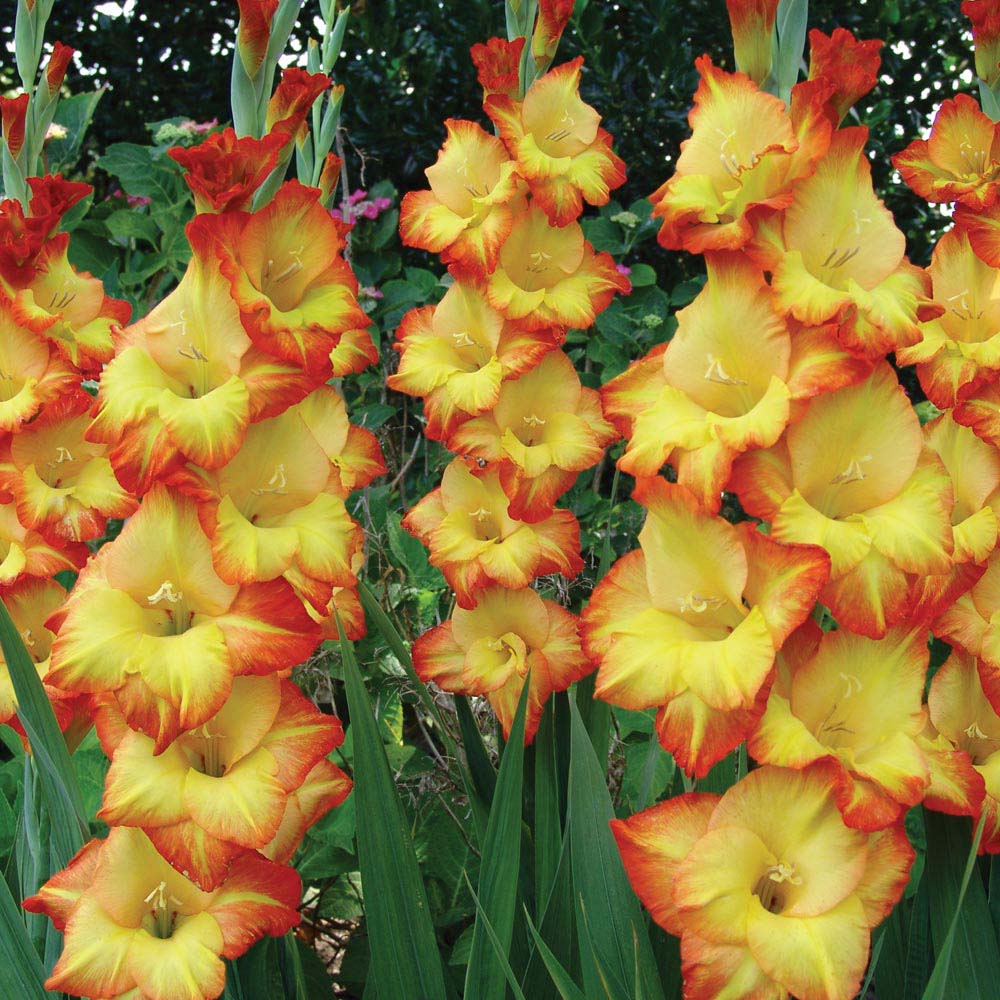 Flower Homes: Gladiolus Flowers