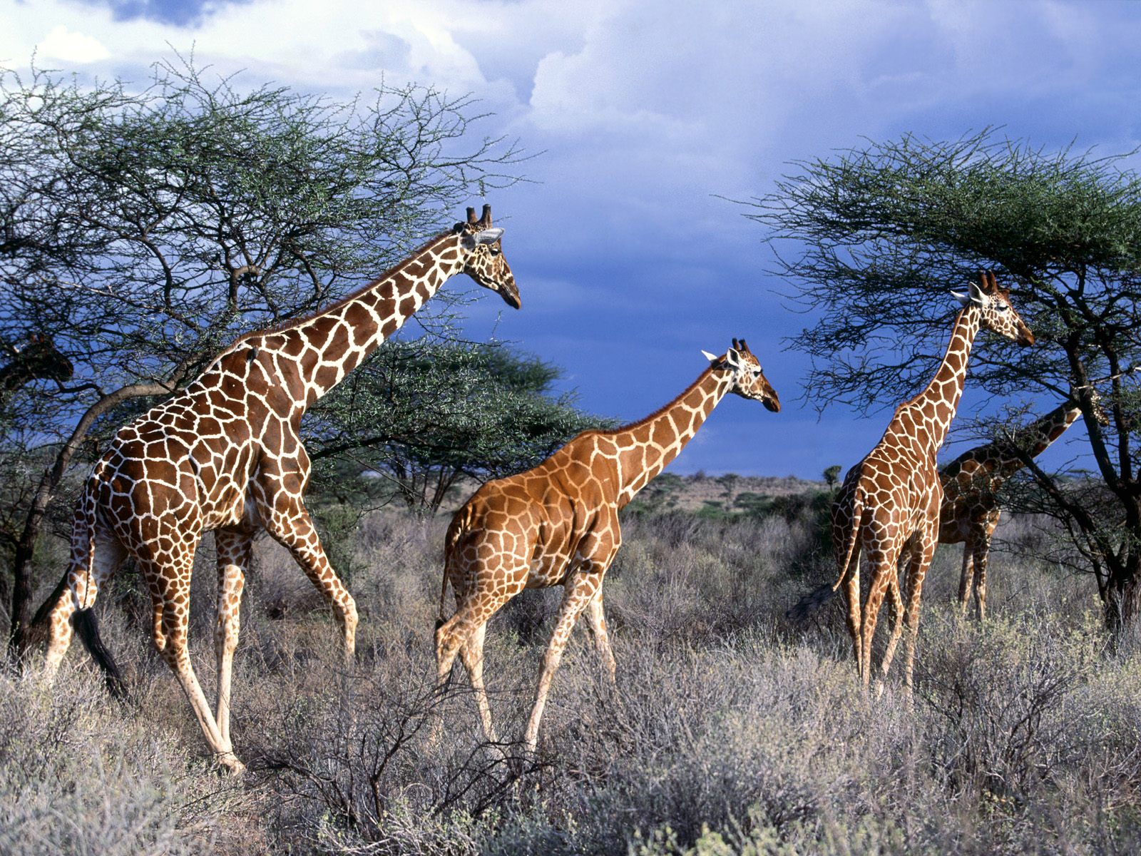 Animals Animals Animals | Encyclopedia of World Photo