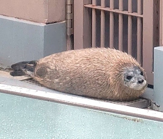 Today&#39;s Seal Is: Tempura Delight – @sealsdaily On Tumblr