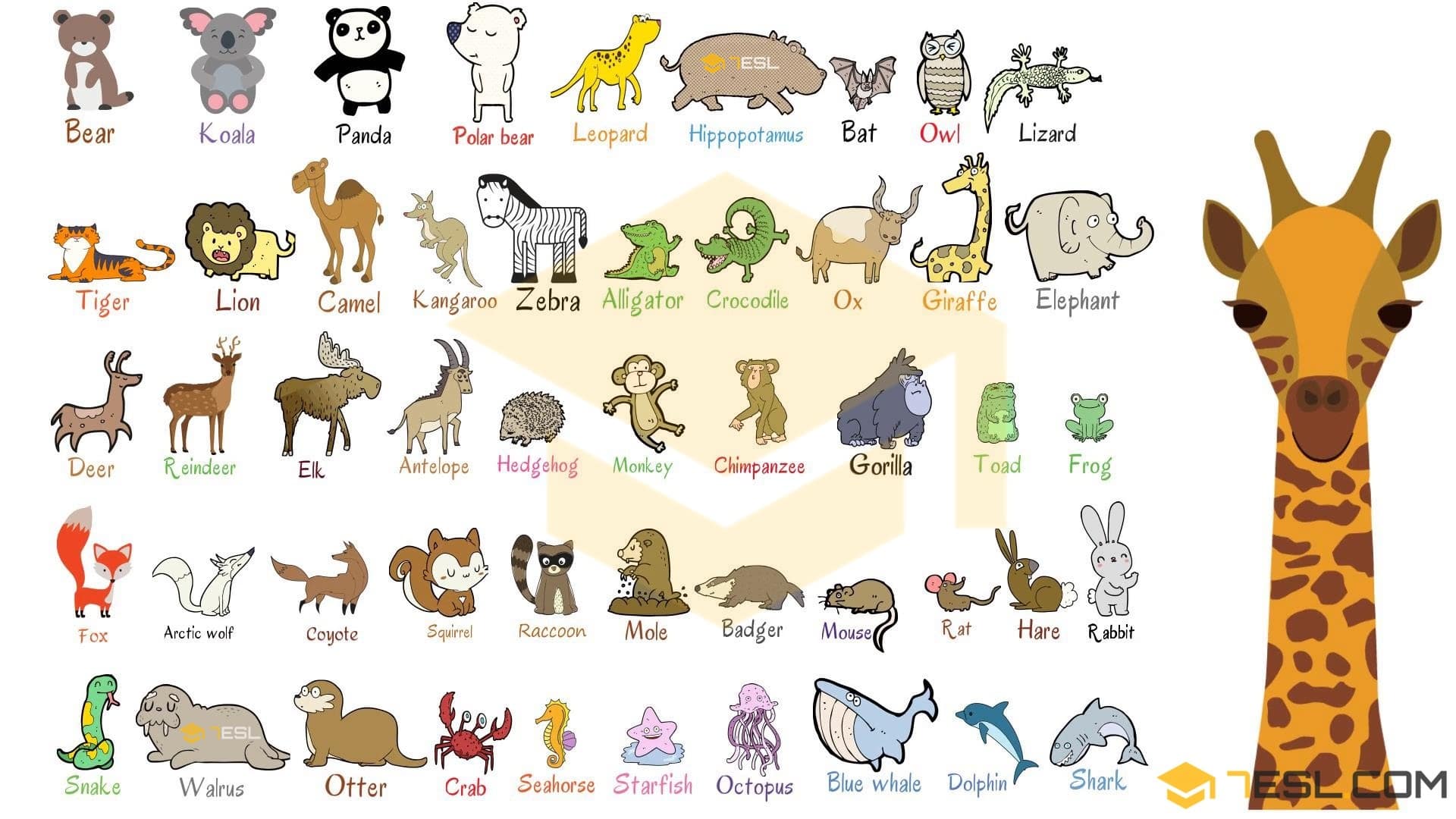 Wild Animals: List Of Wild Animal Names In English With Images • 7ESL