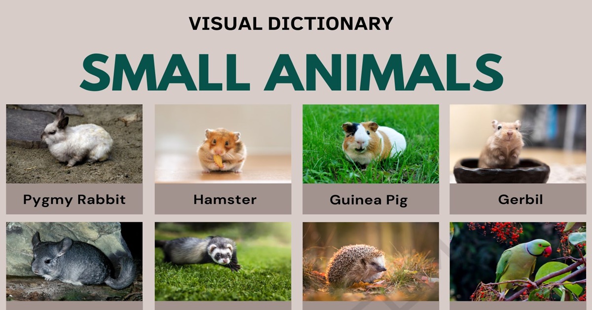 Small Animals in English | Top 25 Smallest Animals in the World • 7ESL