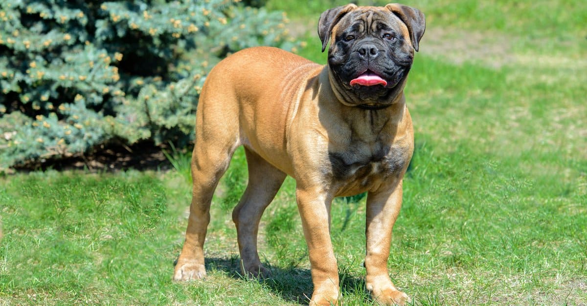Bullmastiff Dog Breed Complete Guide - A-Z Animals