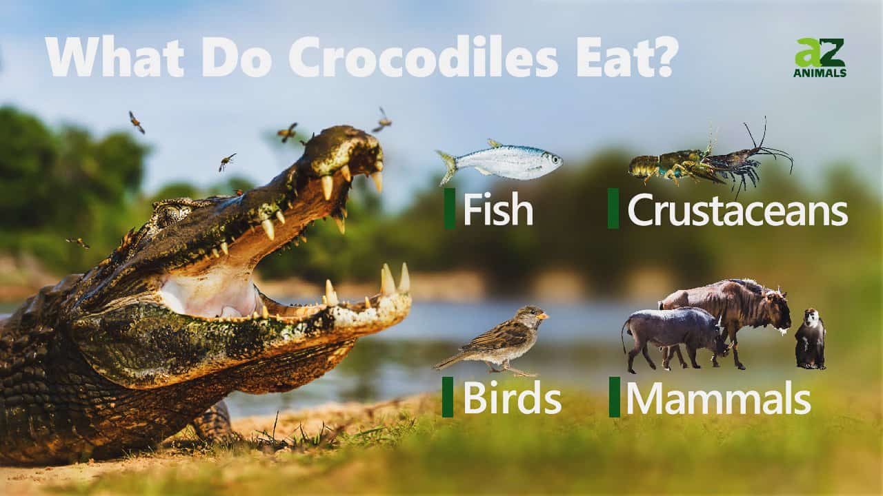 Crocodile Pictures - AZ Animals