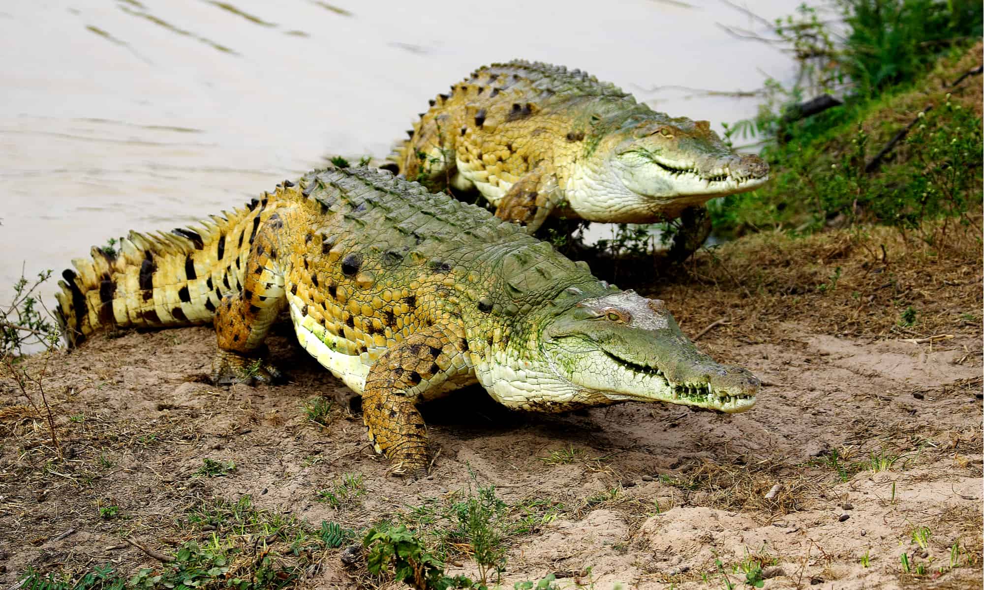Orinoco Crocodile Pictures - AZ Animals