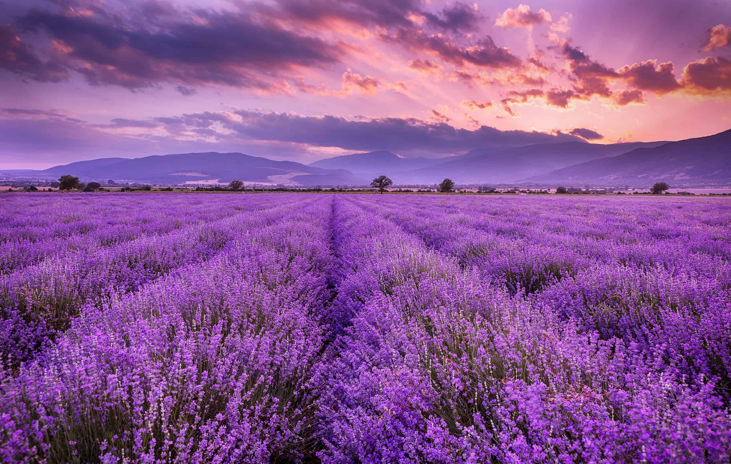 Lilac Vs. Lavender: 5 Differences Between The Edible Purple Blooms - A-Z Animals