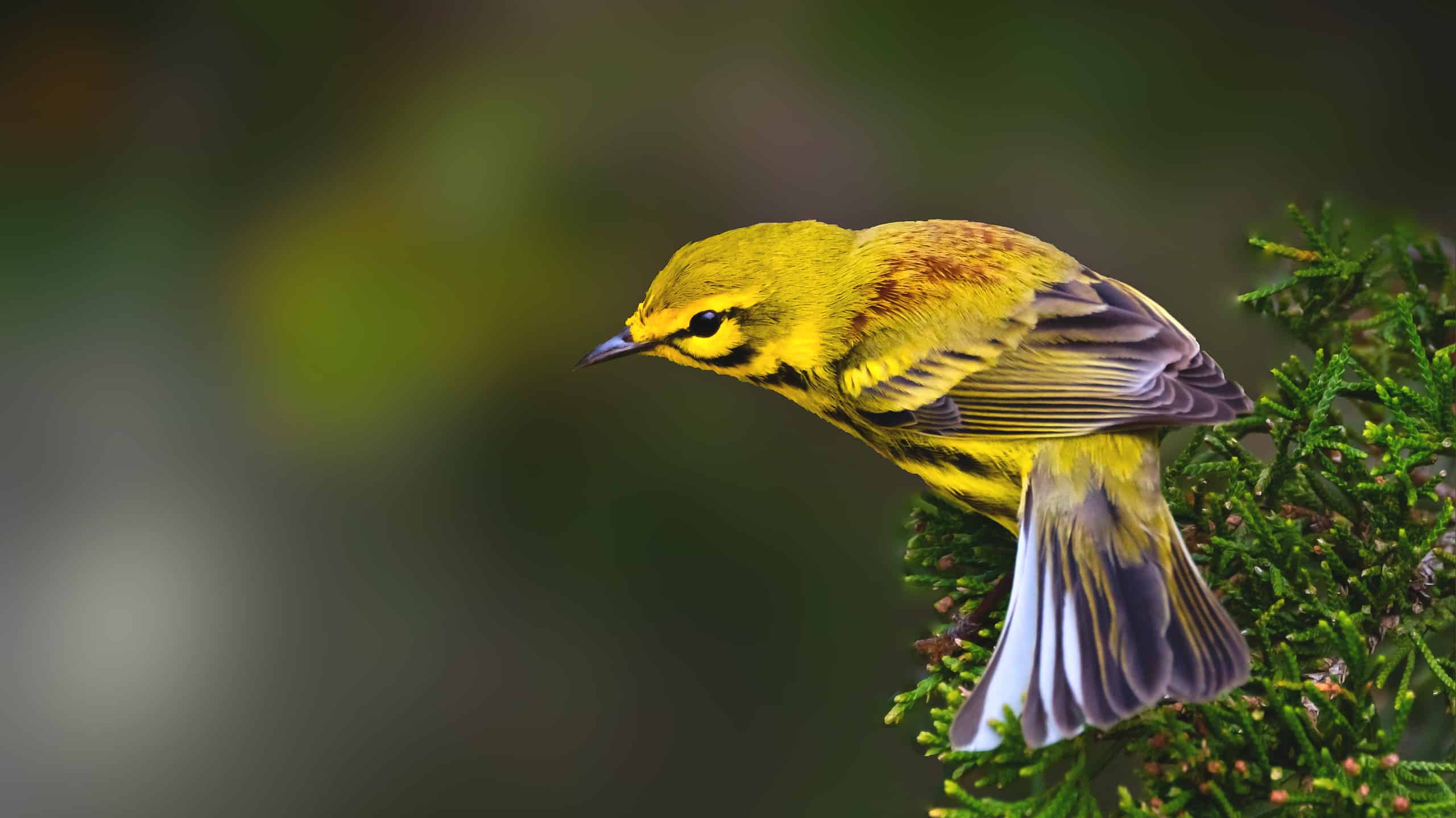 Vitreo Yellow Bird