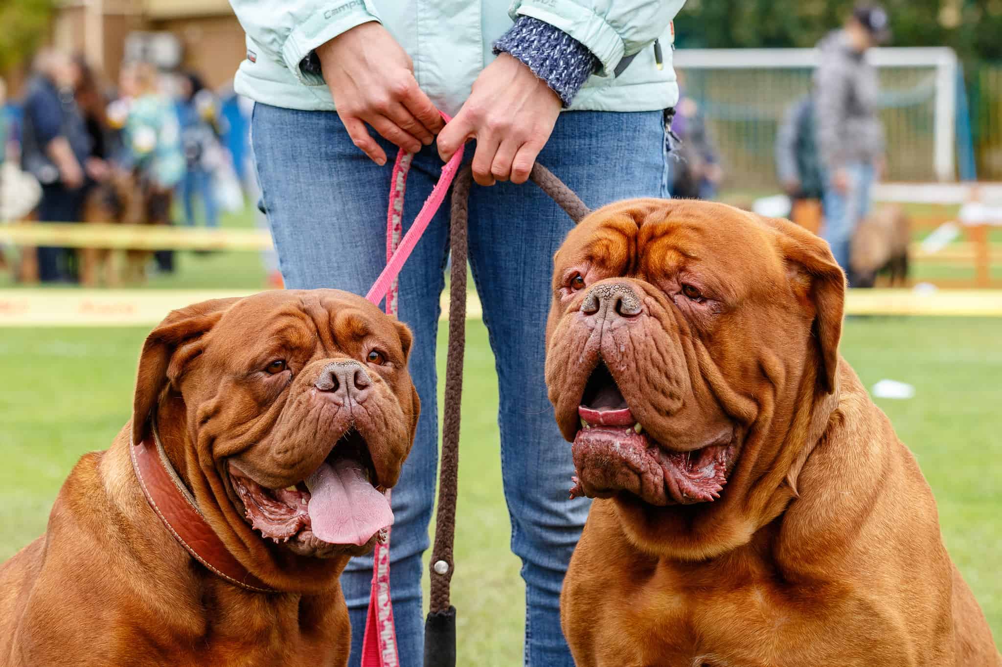 Discover The Top 6 Largest Bulldog Breeds - A-Z Animals