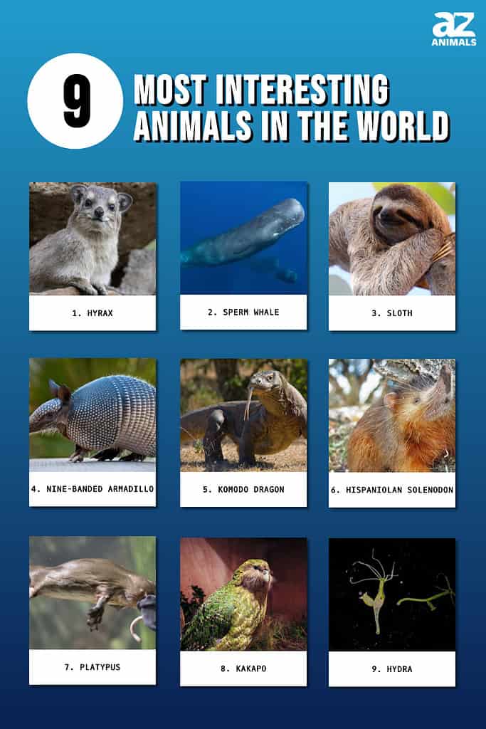 Whats The Most Interesting Animal? Discover Natures Wonders!