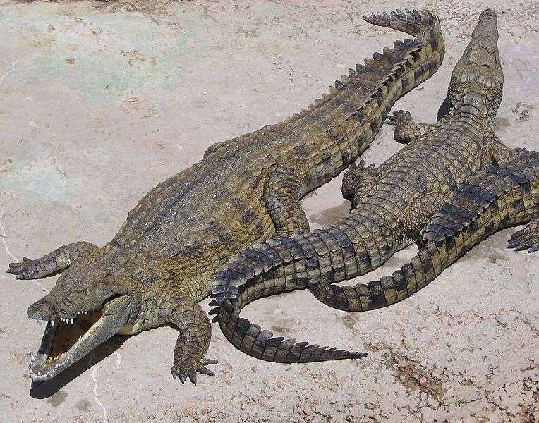 Crocodile Animal Facts - Crocodylus Acutus - A-Z Animals