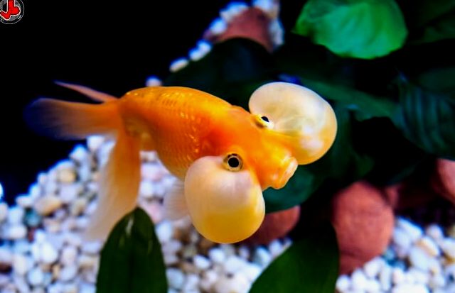 Pez Dorado Con Ojos De Burbuja: La Guía De Cuidados Completa