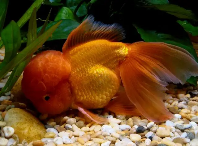 Oranda Goldfish Guía Definitiva: Consejos De Cuidado, Tamaño, Colores, Vida útil…