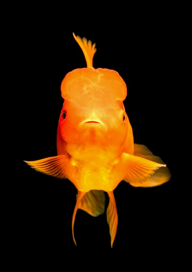 Oranda Goldfish Guía Definitiva: Consejos De Cuidado, Tamaño, Colores, Vida útil…