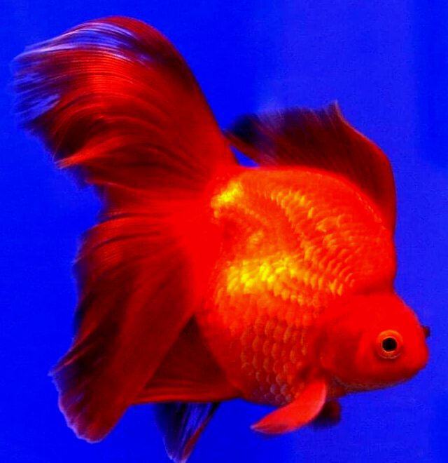 Ryukin Goldfish Guía Definitiva: Cuidado, Tamaño, Vida útil, Alimentación Y Más