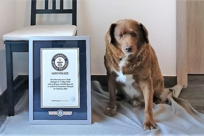 Bobi loses ‘world’s oldest dog’ title after Guinness investigation