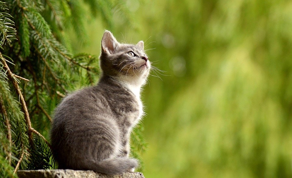 Mastering Feline Behavior: The Power of Clicker Training | AI for Cats