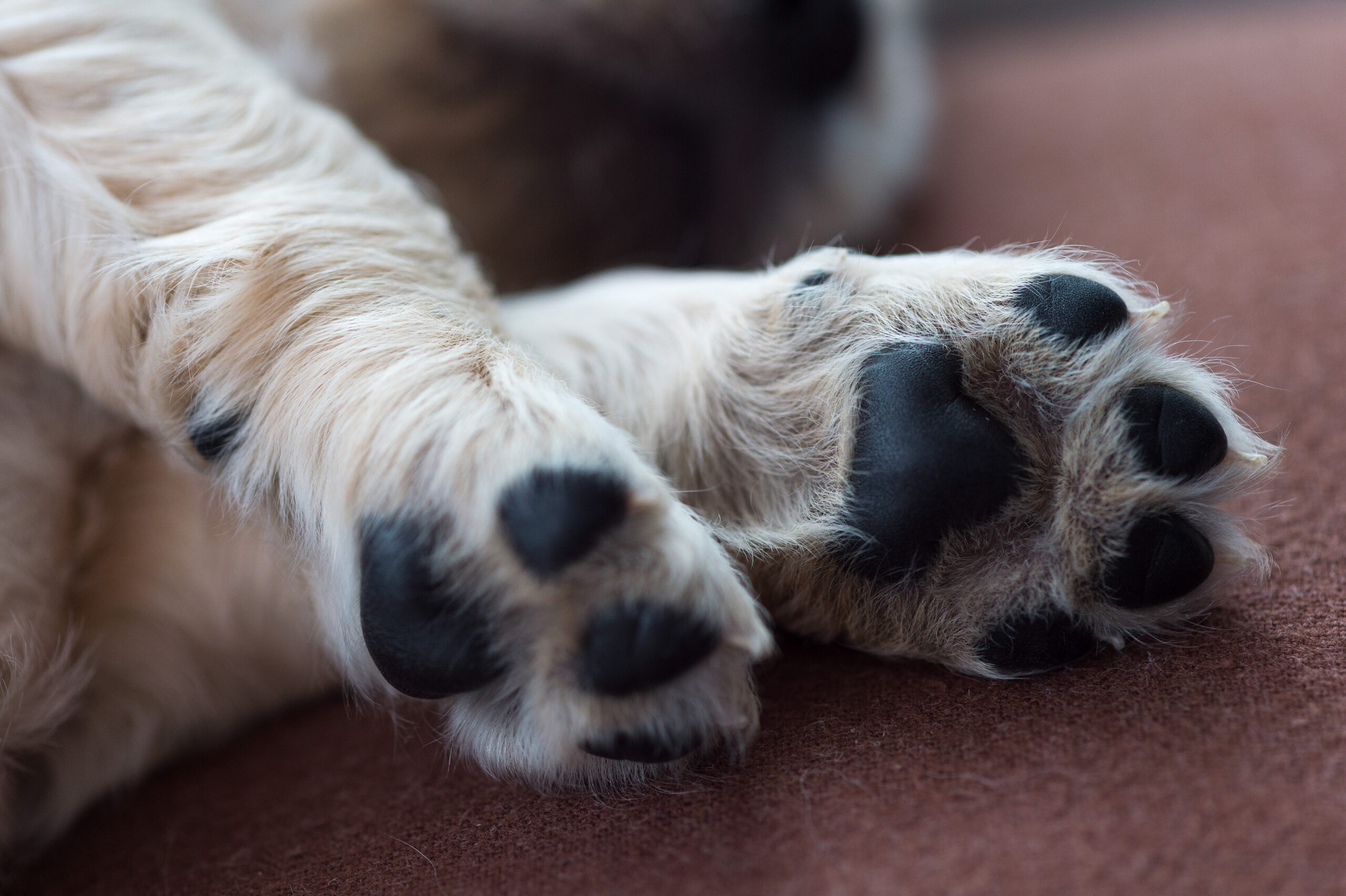 How To Get The Perfect Paws - American Dog Society