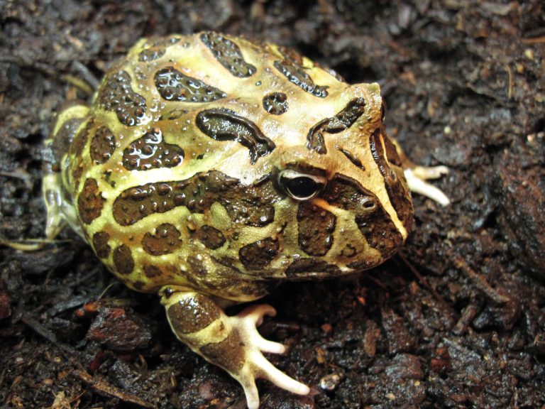 Horned Frog » Amphibian Care