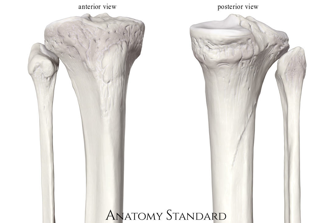 Real Fibula Bone