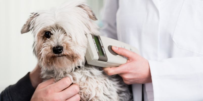 Pet Microchip (Why Microchipping Is So Important)