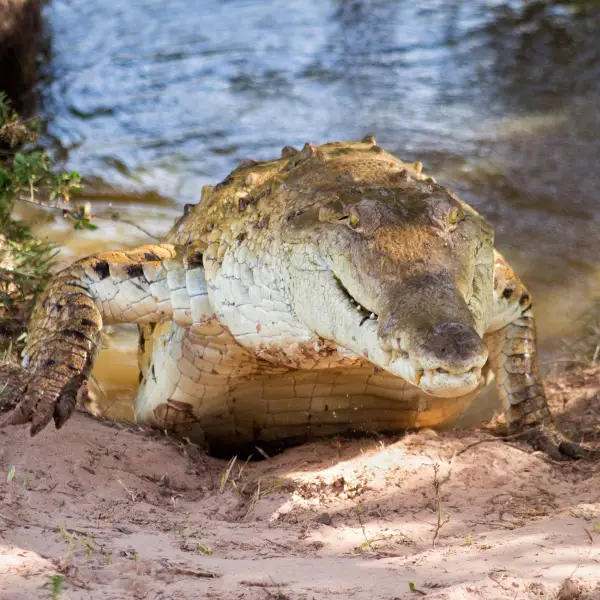 Orinoco Crocodile - Facts, Diet, Habitat & Pictures On Animalia.bio