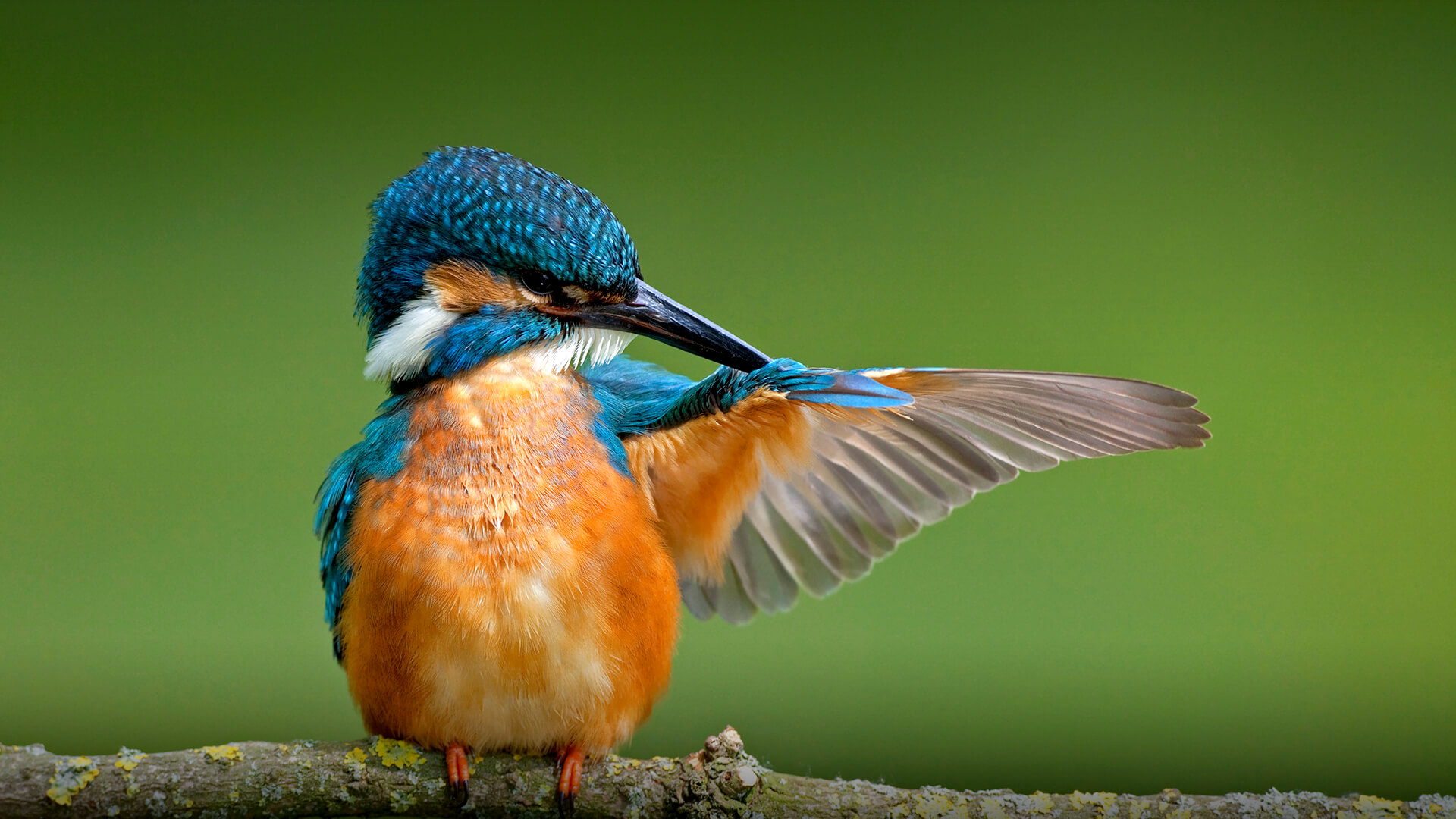 Kingfisher| San Diego Zoo Animals & Plants